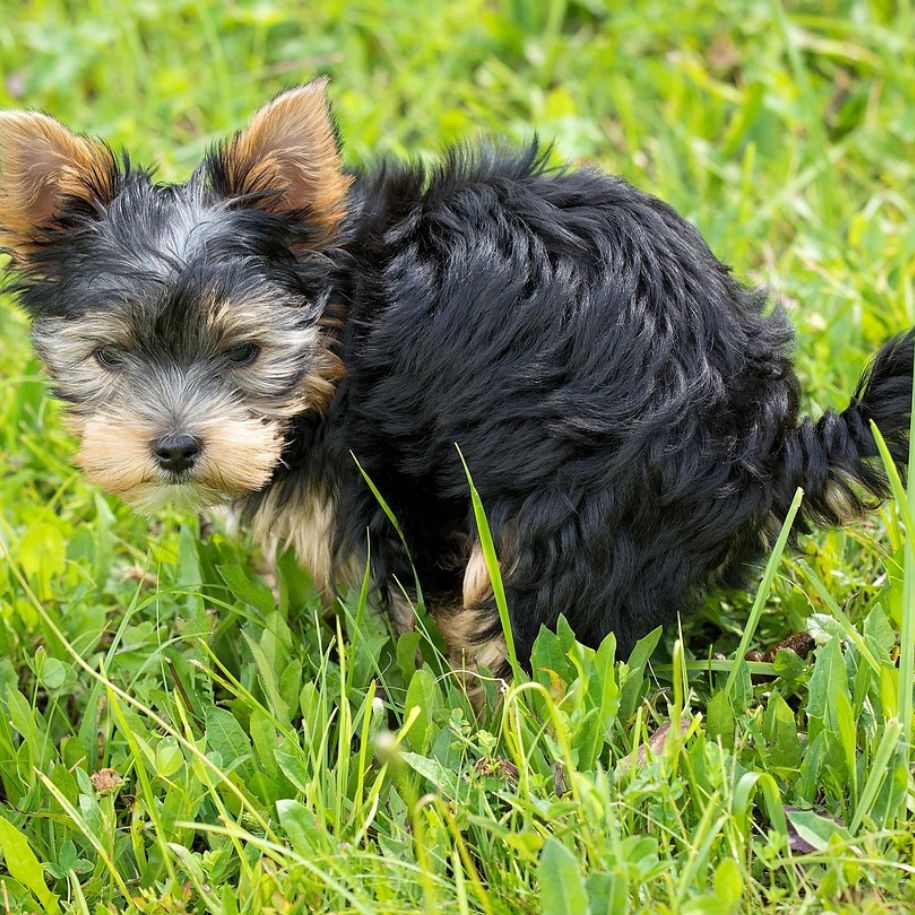 How to toilet train a puppy in 7 days
