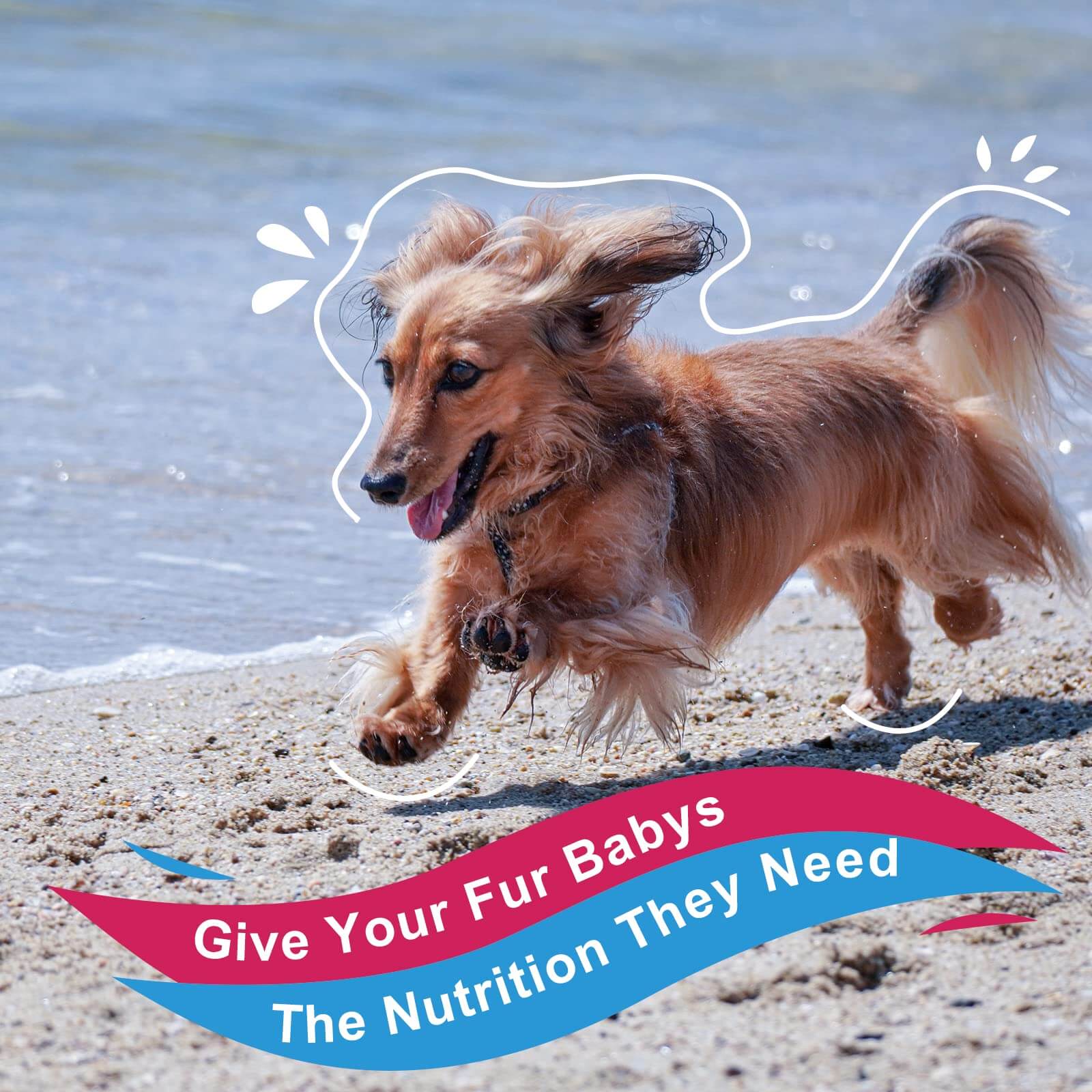 Dog Multivitamin Vitamins Powder Probiotics & Digestive Enzymes for Gut Health