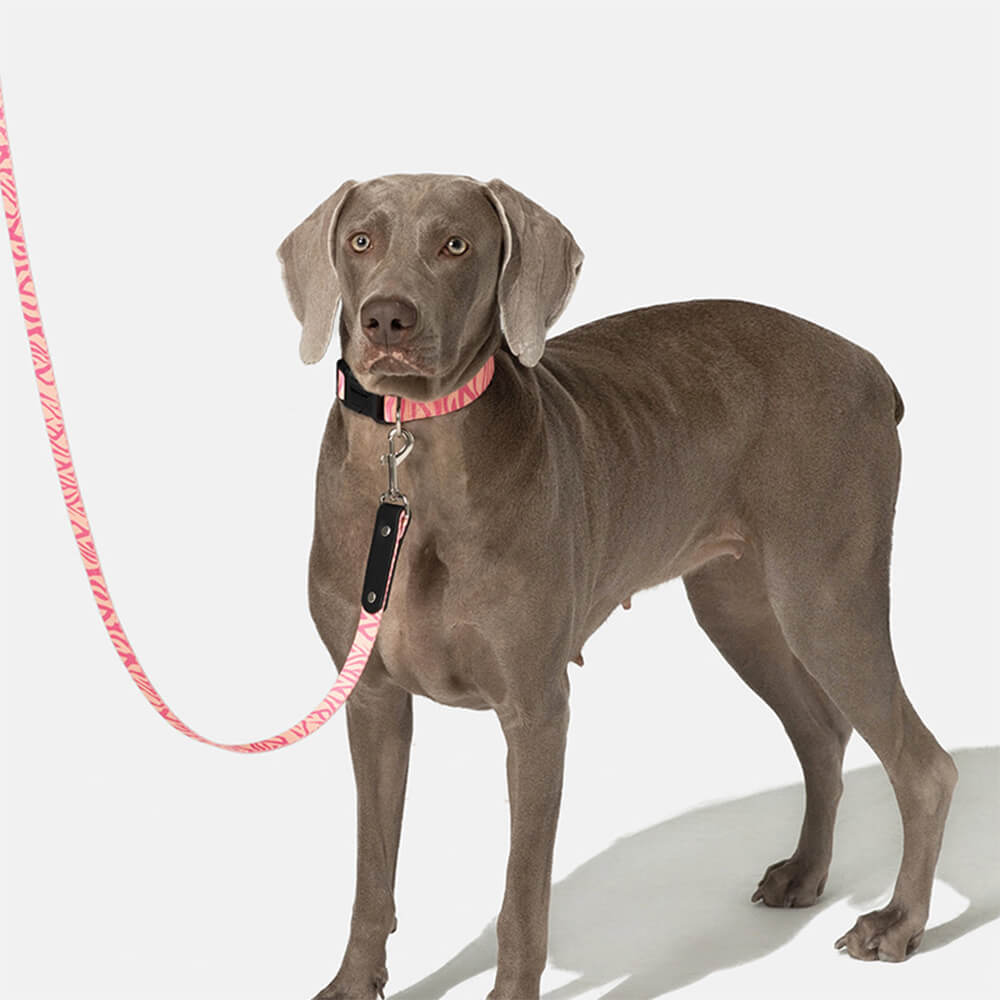 Fashion Print Nylon Lightweight Dog Collar Leash Walking Set