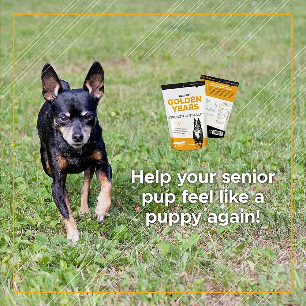 Senior Dog Daily Multivitamin Chews – 60 Count Pouch for Mobility, Hip & Joint Health, Strength
