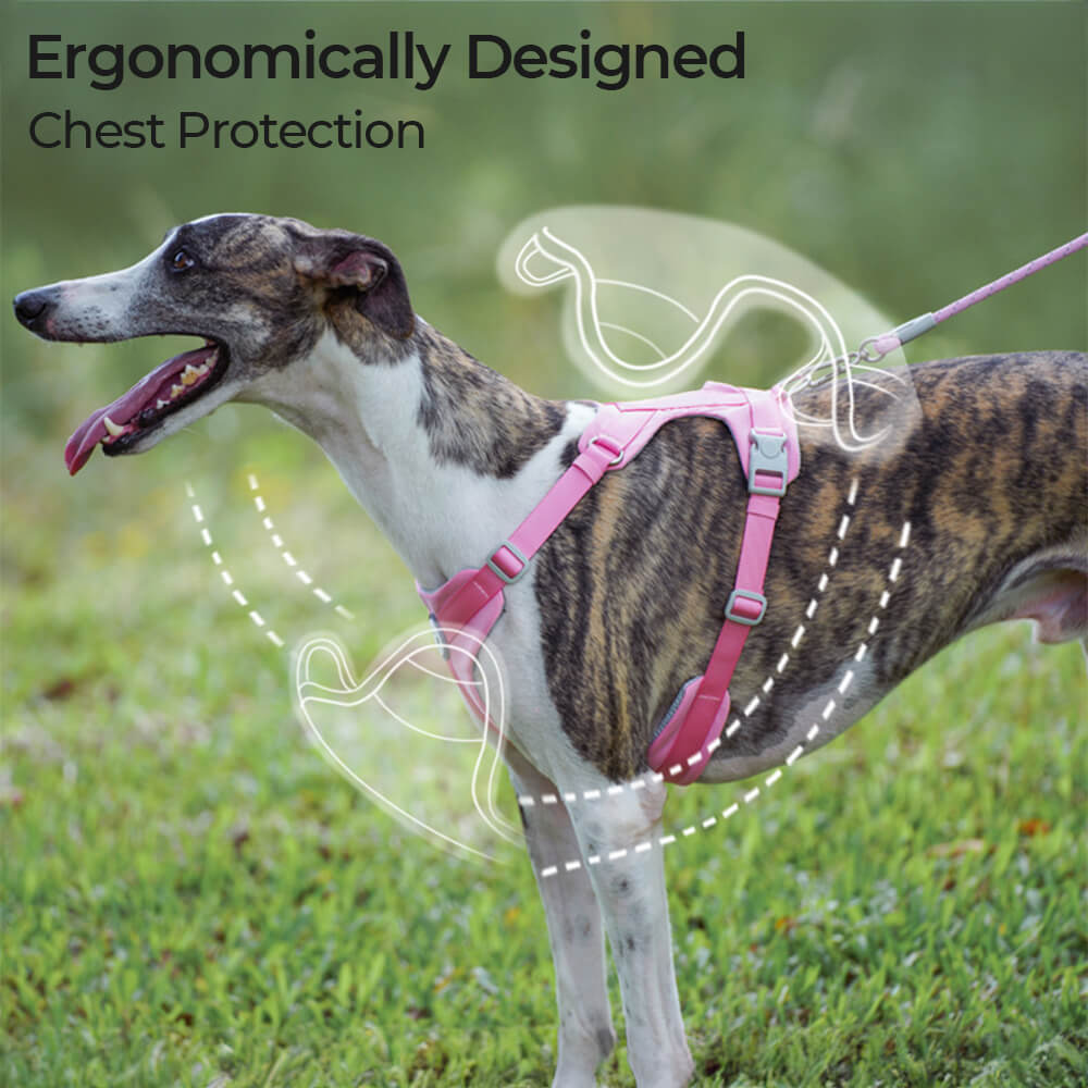 Complete Control Comfortable No-Pull Dog Harness and Leash