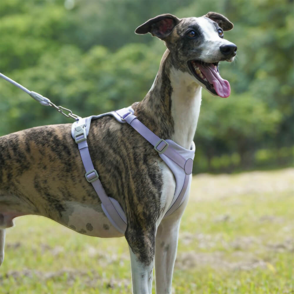 Complete Control Comfortable No-Pull Dog Harness and Leash