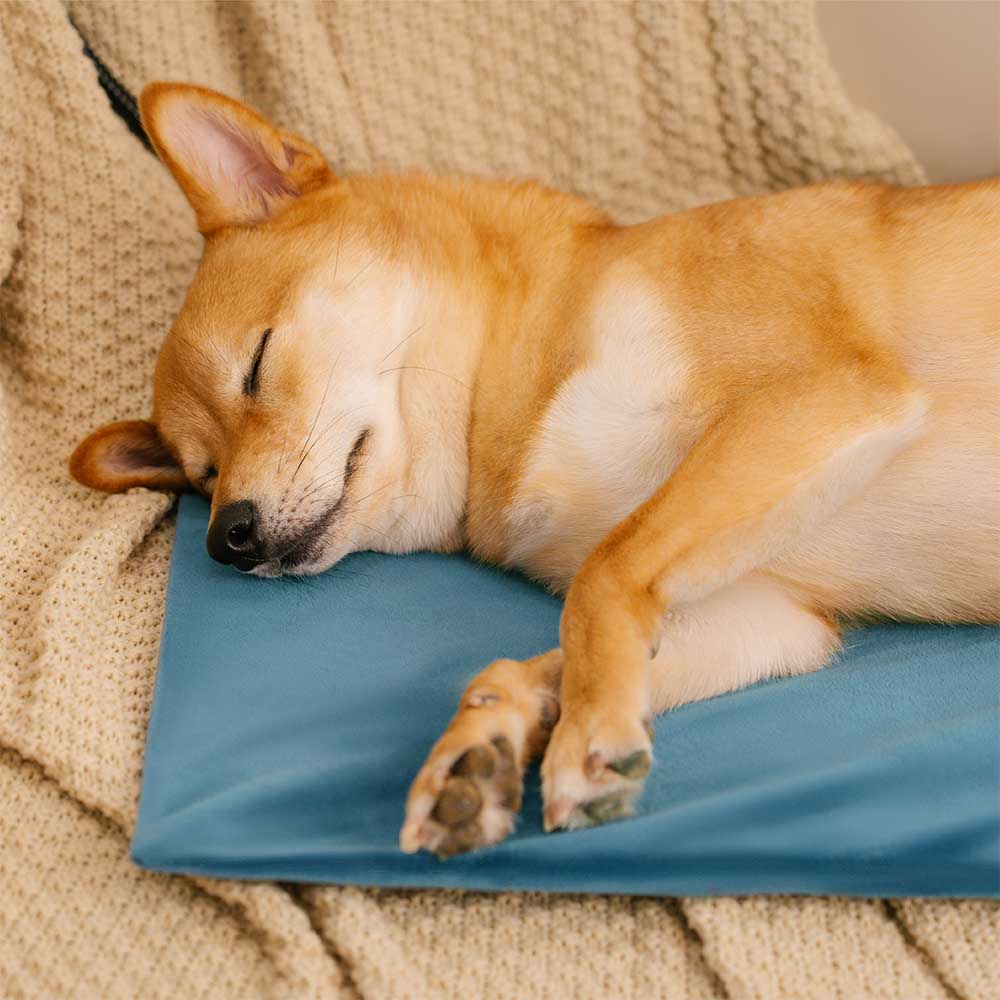 Waterproof&Chewproof Electrical Pet Heated Pad - Safe Warmth