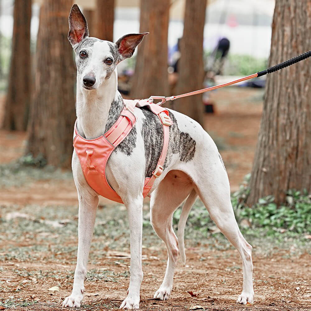 Lightweight Waterproof Breathable Anti-Pull Dog Harness or Multifunctional Leash