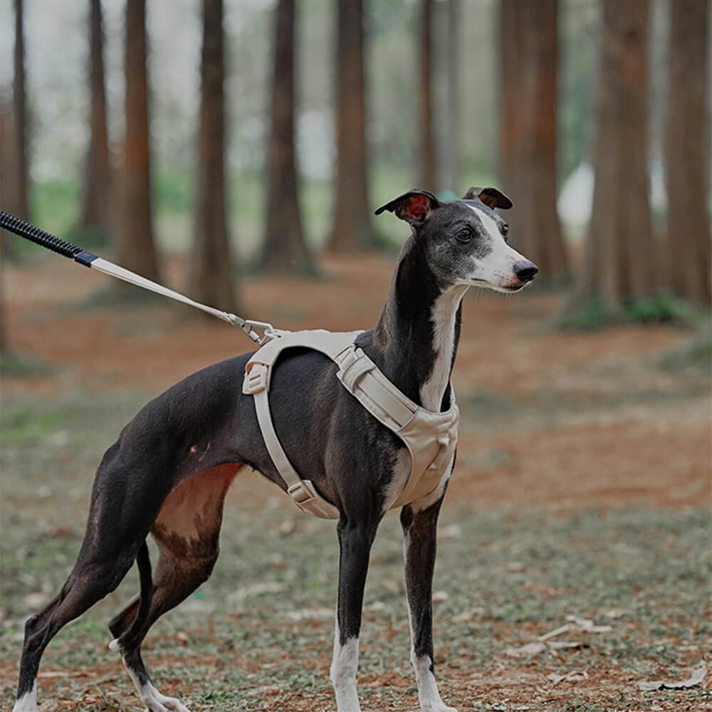 Lightweight Waterproof Breathable Anti-Pull Dog Harness or Multifunctional Leash