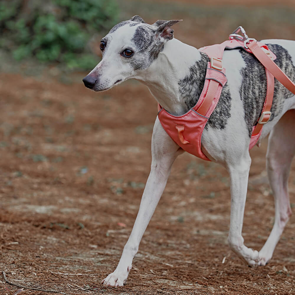 Lightweight Waterproof Breathable Anti-Pull Dog Harness or Multifunctional Leash