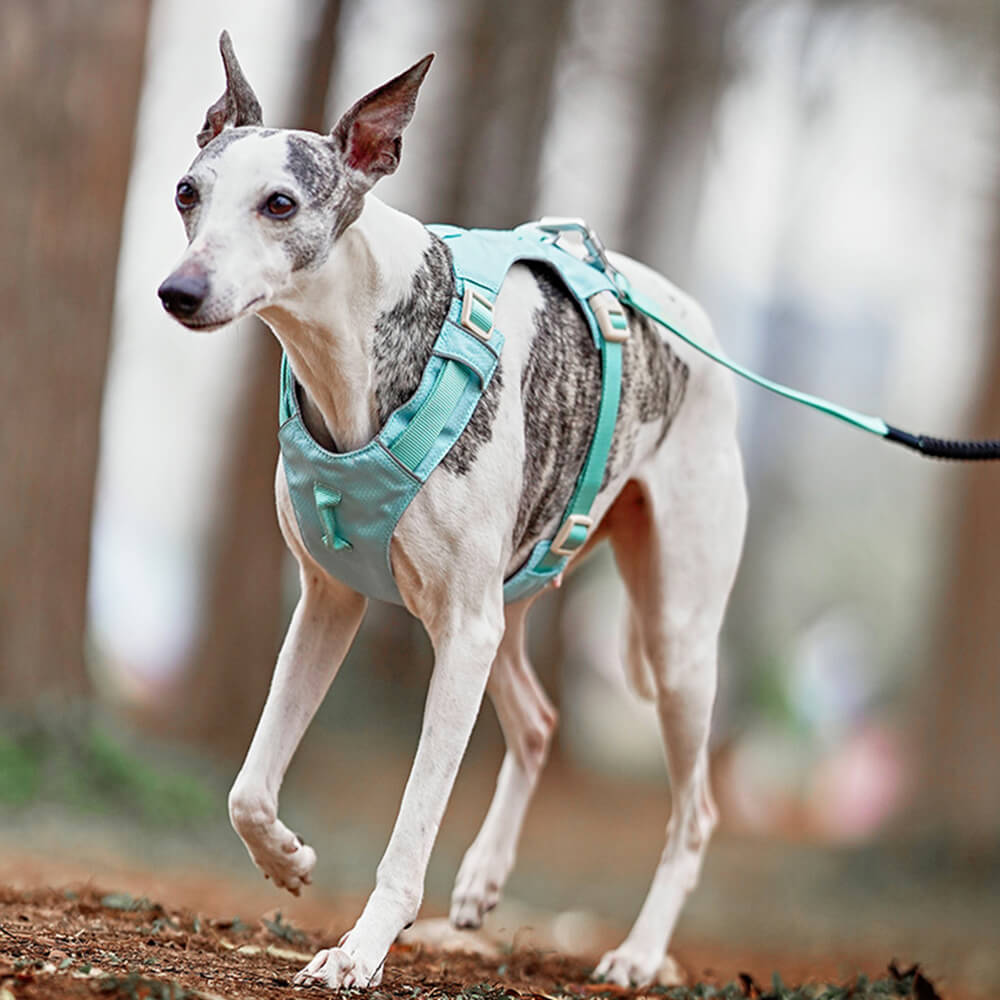 Lightweight Waterproof Breathable Anti-Pull Dog Harness or Multifunctional Leash