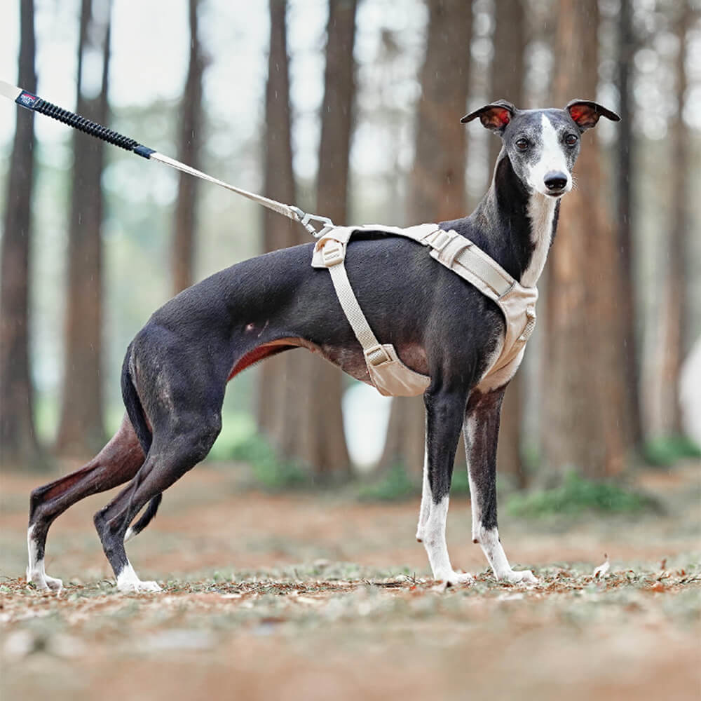 Lightweight Waterproof Breathable Anti-Pull Dog Harness or Multifunctional Leash