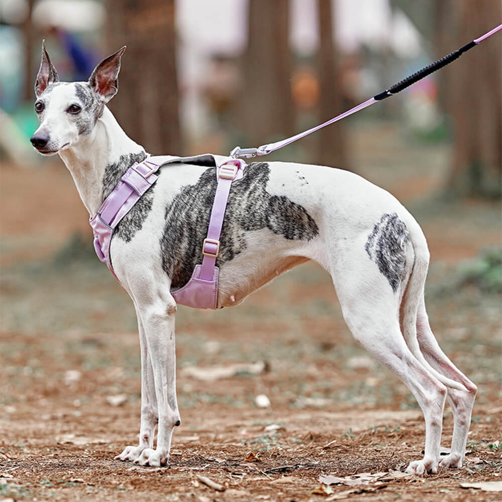 Lightweight Waterproof Breathable Anti-Pull Dog Harness or Multifunctional Leash