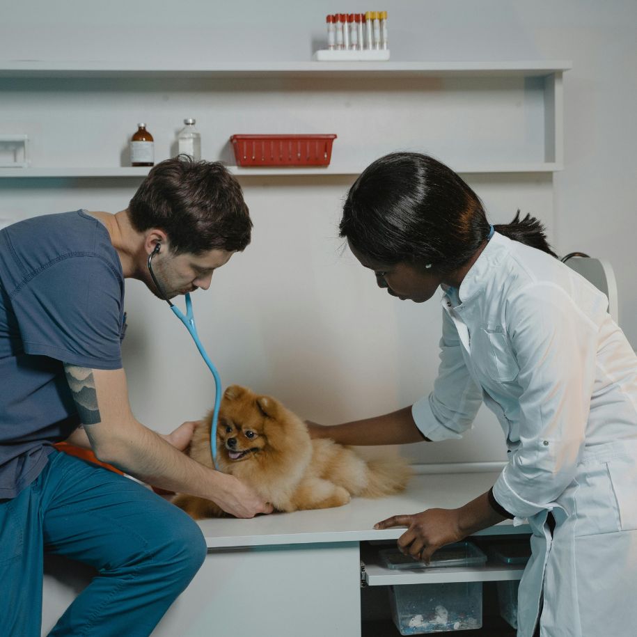 Dog’s Slow Heart Rate Explained