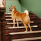 Soft Plush Indoor Stair Protectors Pet Friendly Tape Free Carpet Stair Treads