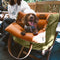 Deluxe Faux Leather Dog Car Seat Booster Bed - Urban Voyager