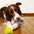 Durable Cotton Rope Interactive Tug Dog Toy