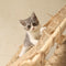 Modern Wooden Cat Tree Funny Scratching Post with Hammock Climbing Net