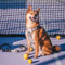 FUNNYFUZZY Reflective Adjustable Outdoor Dog Harness - Flexi Walker