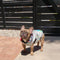 Reversible Waterproof Dog Rain Coats - Graffiti & Iridescent