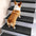 Anti-scratch Faux Sisal Stair Protectors Tape Free Washable Carpet Stair Treads