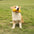 Dumbbell Silicone Slow Feeder Durable Interactive Dog Toy