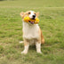 Dumbbell Silicone Slow Feeder Durable Interactive Dog Toy