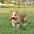 Dumbbell Silicone Slow Feeder Durable Interactive Dog Toy