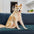 Foldable Waterproof Portable Dog Car Seat Mat Dog Camping Mat