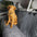 Soft Chenille Waterproof Dirt-Resistant Pet Backseat Protector Hammock Dog Car Seat Cover