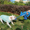 Soft & Colorful Plush Chameleon Squeaky Dog Toy