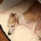 Triangle Large Space Warm Skin-Friendly Camping Dog & Cat Tent Bed