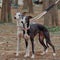 Chain Reaction Anti-Pull Martingale Dog Training Collar