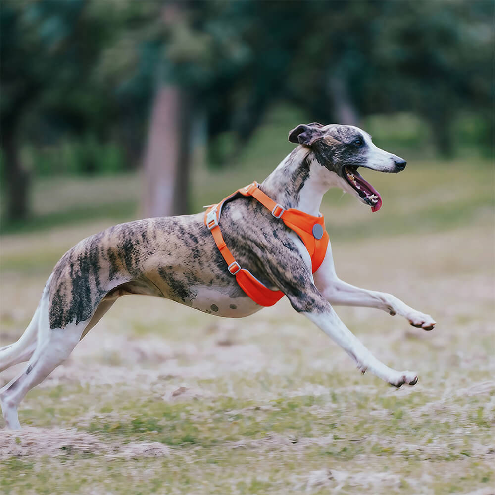 Complete Control Comfortable No-Pull Dog Harness and Leash
