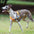 Reflective Buffer Anti Pull Large Dog Harness For Trunk