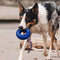 Rubber Tire Dog Interactive Toy Teething and Chewing Toy