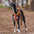 Easy to Wear Adjustable No-Pull Dog Harness Walk Set