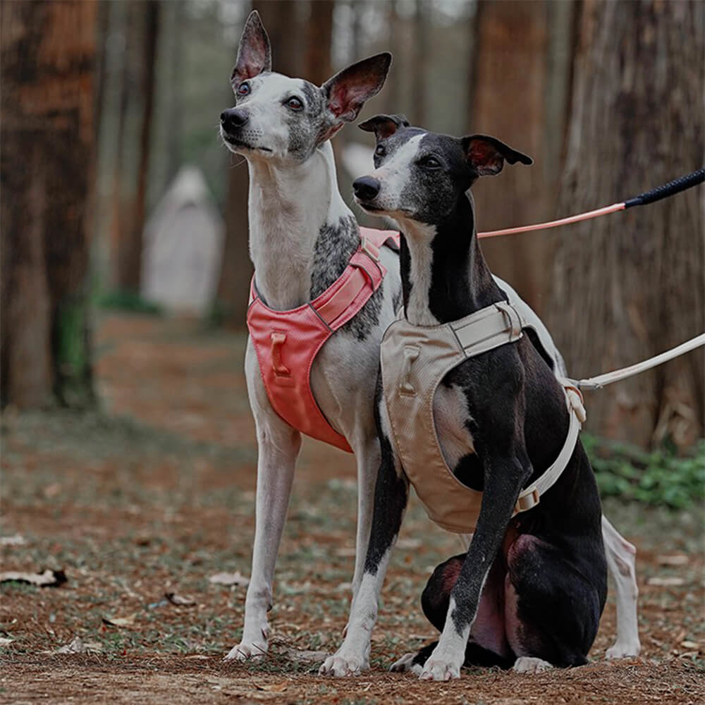 Lightweight Waterproof Breathable Anti-Pull Dog Harness or Multifunctional Leash