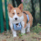 Waterproof Plaid Pet Slobber Bib Dog Belly Cover