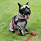 Reflective All-weather Waterproof Cool Dog Accessories Rain Coat