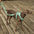 Gummy Cool Dog Accessories Walk Set
